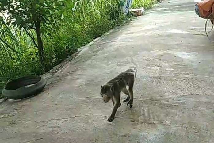 Khỉ lớn bất ngờ xuất hiện trong khu dân cư, cắn 1 người bị thương- Ảnh 1. Khỉ lớn bất ngờ xuất hiện trong khu dân cư, cắn 1 người bị thương- Ảnh 1.