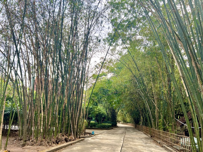 Khu bảo tồn tre độc đáo, hiếm thấy- Ảnh 2. Khu bảo tồn tre độc đáo, hiếm thấy- Ảnh 2.