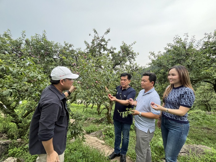 Khoảng 1.000 tấn mận hậu Sơn La chuẩn VietGAP bán giá ưu đãi trong siêu thị Saigon Co.op
- Ảnh 4. Khoảng 1.000 tấn mận hậu Sơn La chuẩn VietGAP bán giá ưu đãi trong siêu thị Saigon Co.op
- Ảnh 4.