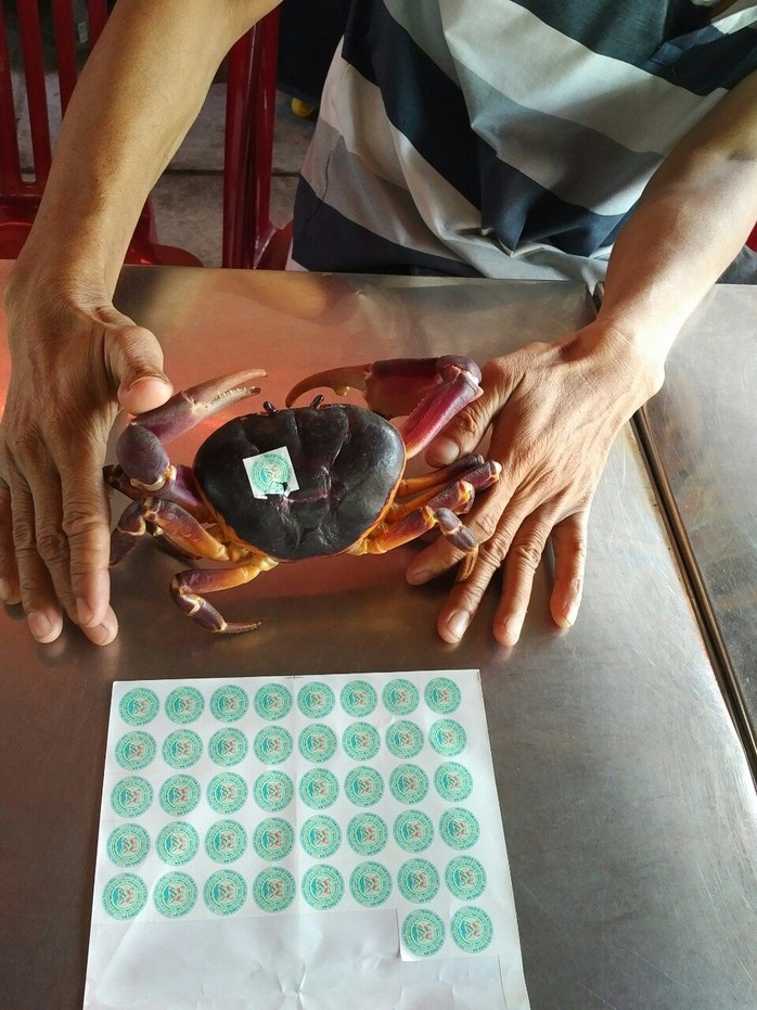 Cấp thiết bảo tồn cua đ&aacute; C&ugrave; lao Ch&agrave;m- Ảnh 3.