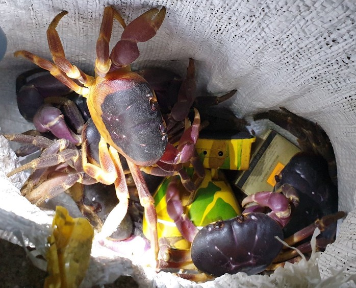 Cấp thiết bảo tồn cua đ&aacute; C&ugrave; lao Ch&agrave;m- Ảnh 2.