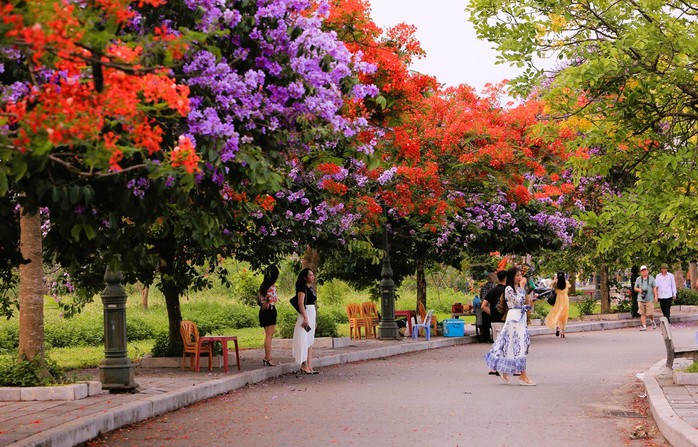 Con đường hoa đẹp như Hàn Quốc giữa TP Thanh Hóa- Ảnh 3. Con đường hoa đẹp như Hàn Quốc giữa TP Thanh Hóa- Ảnh 3.
