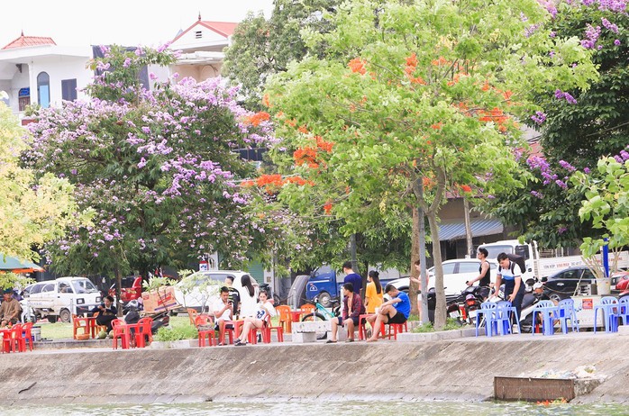 Con đường hoa đẹp như Hàn Quốc giữa TP Thanh Hóa- Ảnh 7. Con đường hoa đẹp như Hàn Quốc giữa TP Thanh Hóa- Ảnh 7.