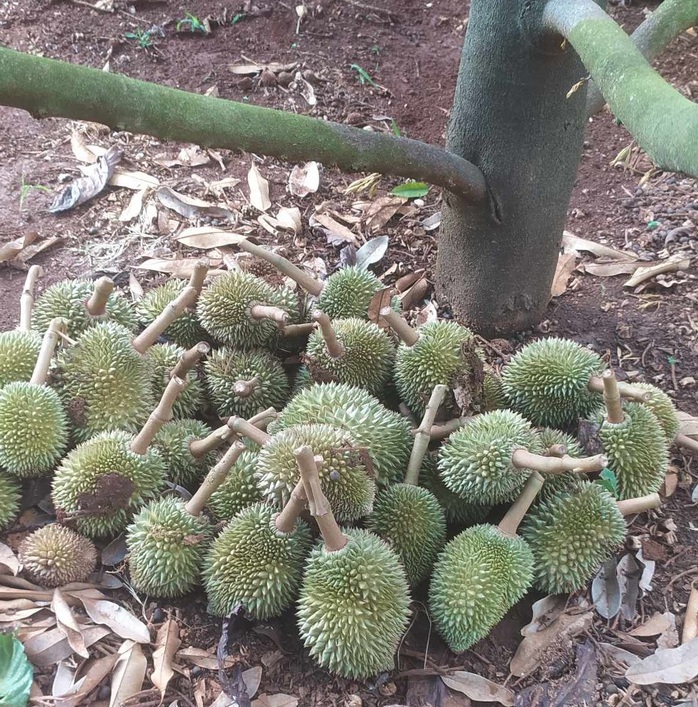 Xót xa hàng ngàn trái sầu riêng non bị kẻ gian cắt phá- Ảnh 2. Xót xa hàng ngàn trái sầu riêng non bị kẻ gian cắt phá- Ảnh 2.