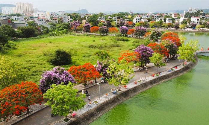 Con đường hoa đẹp như Hàn Quốc giữa TP Thanh Hóa- Ảnh 9. Con đường hoa đẹp như Hàn Quốc giữa TP Thanh Hóa- Ảnh 9.