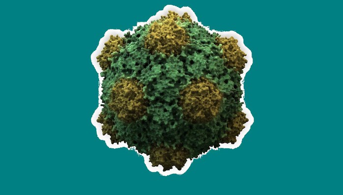 Một virus thực vật có tiềm năng chặn ung thư di căn- Ảnh 1. Một virus thực vật có tiềm năng chặn ung thư di căn- Ảnh 1.