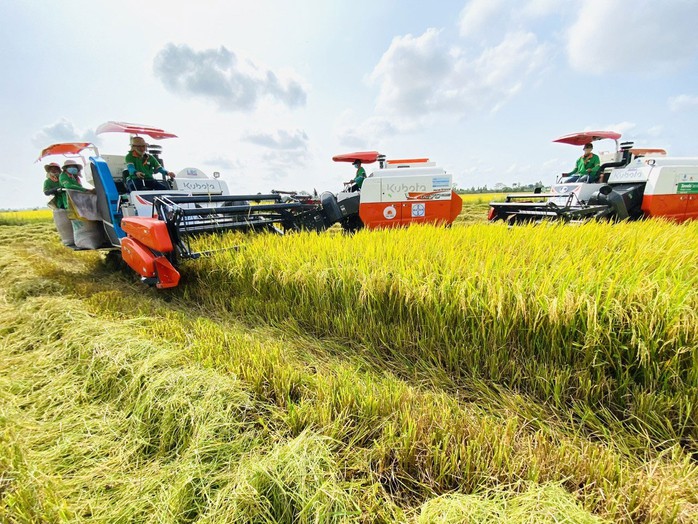Canh tác lúa được cơ giới hóa ở ĐBSCL Ảnh: NGỌC TRINH