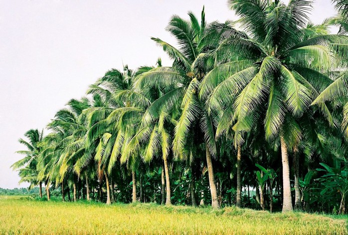 Rừng dừa ở thị xã Hoài Nhơn, tỉnh Bình Định Rừng dừa ở thị xã Hoài Nhơn, tỉnh Bình Định