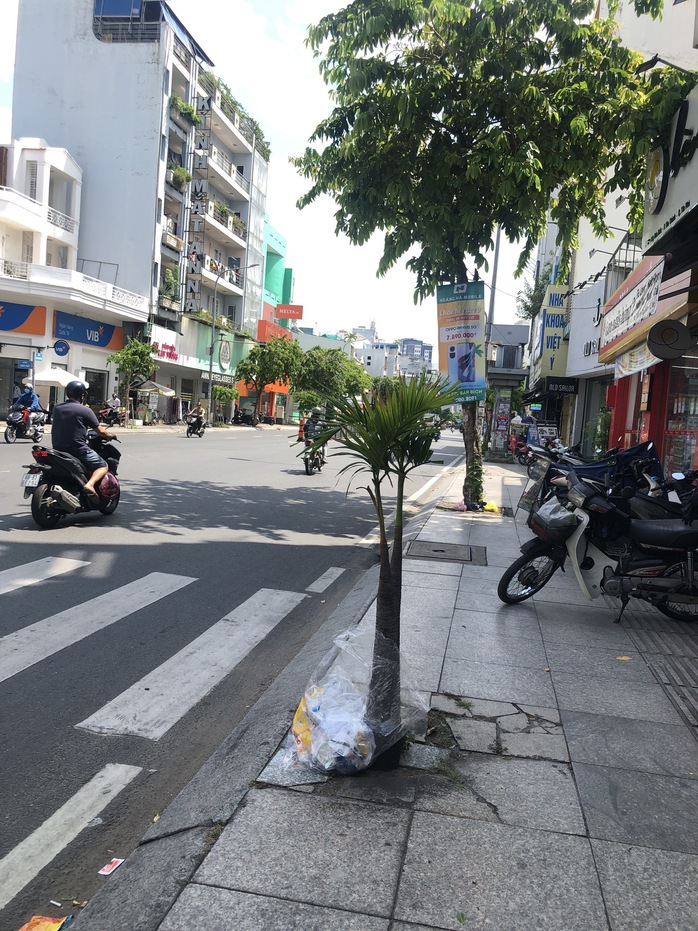 Phát hiện cây mọc “hoang” trên vỉa hè Lũy Bán Bích, quận Tân Phú- Ảnh 2. Phát hiện cây mọc “hoang” trên vỉa hè Lũy Bán Bích, quận Tân Phú- Ảnh 2.