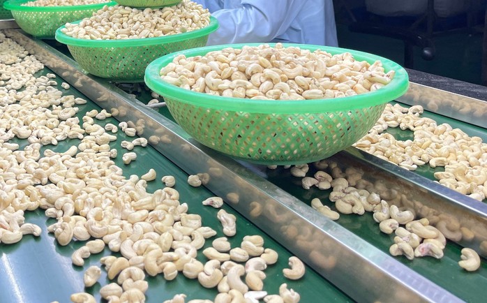 Điều thô tăng giá 50%, doanh nghiệp điều đau đầu vì bị xù hợp đồng- Ảnh 1. Điều thô tăng giá 50%, doanh nghiệp điều đau đầu vì bị xù hợp đồng- Ảnh 1.