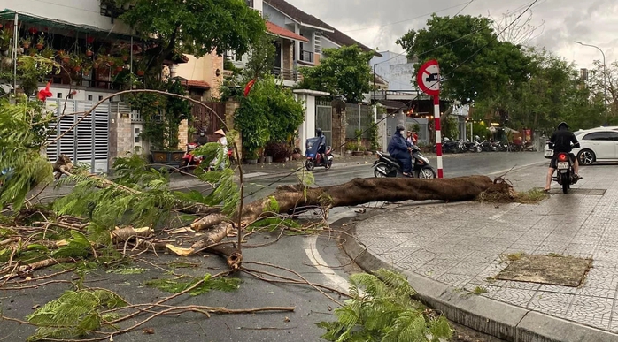Cây xanh ngã đổ, nhà cửa hư hại vì dông lốc ở Huế- Ảnh 3. Cây xanh ngã đổ, nhà cửa hư hại vì dông lốc ở Huế- Ảnh 3.