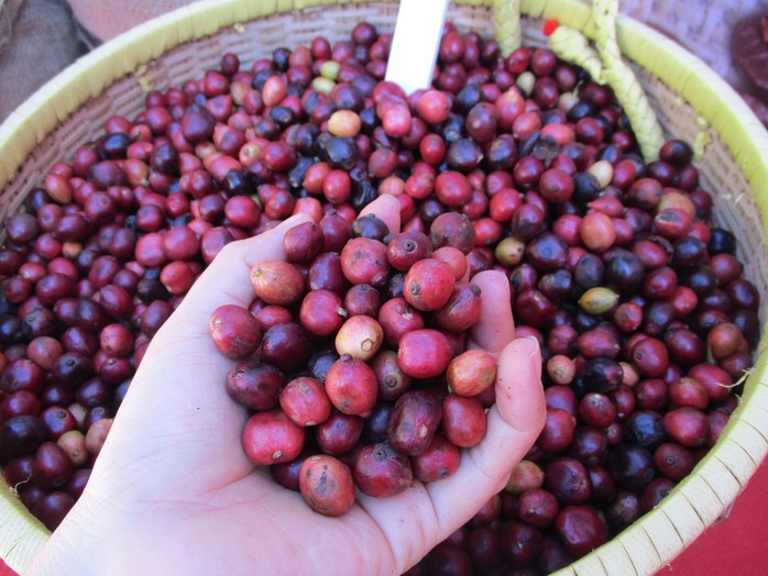 Cà phê đang “rớt giá khủng khiếp”- Ảnh 1. Cà phê đang “rớt giá khủng khiếp”- Ảnh 1.