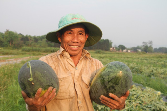 Dưa hấu được mùa được giá, nông dân Quảng Nam "trúng lớn"- Ảnh 2. Dưa hấu được mùa được giá, nông dân Quảng Nam "trúng lớn"- Ảnh 2.