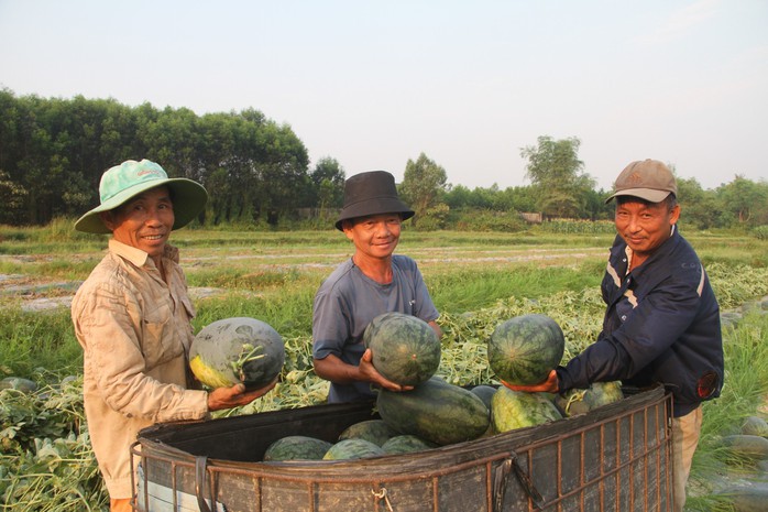 Dưa hấu được mùa được giá, nông dân Quảng Nam "trúng lớn"- Ảnh 1. Dưa hấu được mùa được giá, nông dân Quảng Nam "trúng lớn"- Ảnh 1.