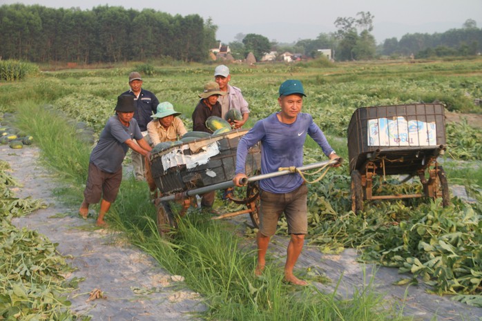 Dưa hấu được mùa được giá, nông dân Quảng Nam "trúng lớn"- Ảnh 4. Dưa hấu được mùa được giá, nông dân Quảng Nam "trúng lớn"- Ảnh 4.