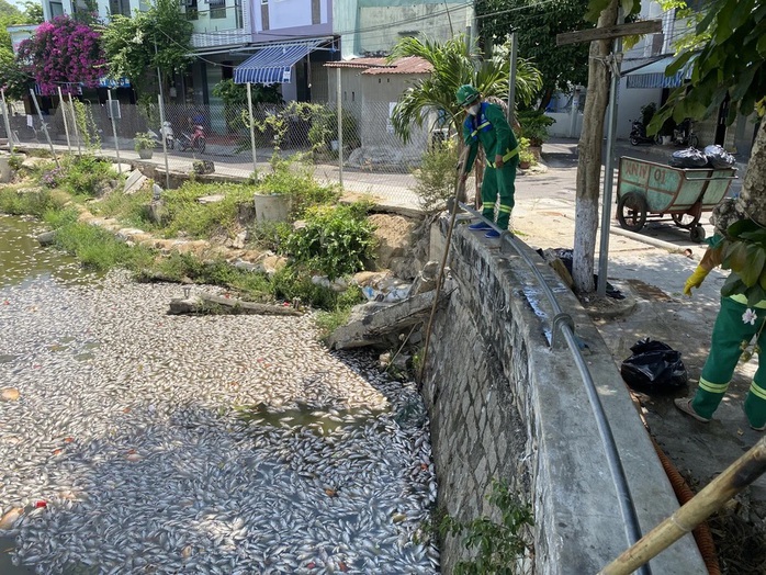 Cá chết nổi trắng hồ điều hòa giữa trung tâm TP Quy Nhơn- Ảnh 1. Cá chết nổi trắng hồ điều hòa giữa trung tâm TP Quy Nhơn- Ảnh 1.