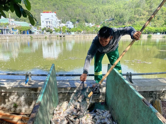 Cá chết nổi trắng hồ điều hòa giữa trung tâm TP Quy Nhơn- Ảnh 2. Cá chết nổi trắng hồ điều hòa giữa trung tâm TP Quy Nhơn- Ảnh 2.