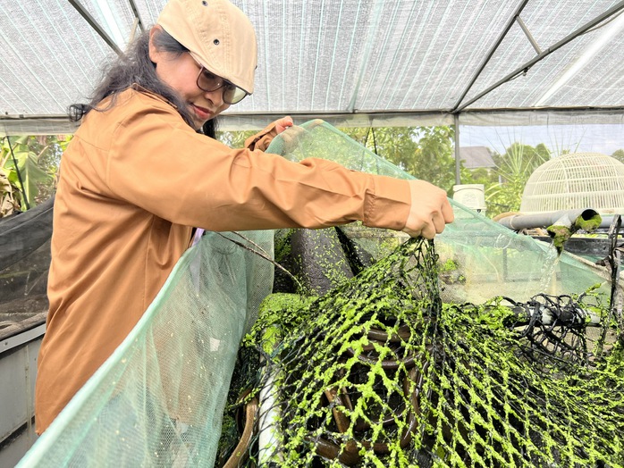 Chị Thuyết giới thiệu một góc mô hình aquaponics của mình
