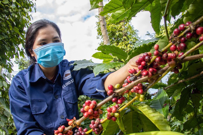 Giá cà phê biến động: Không ngoài dự báo- Ảnh 2. Giá cà phê biến động: Không ngoài dự báo- Ảnh 2.