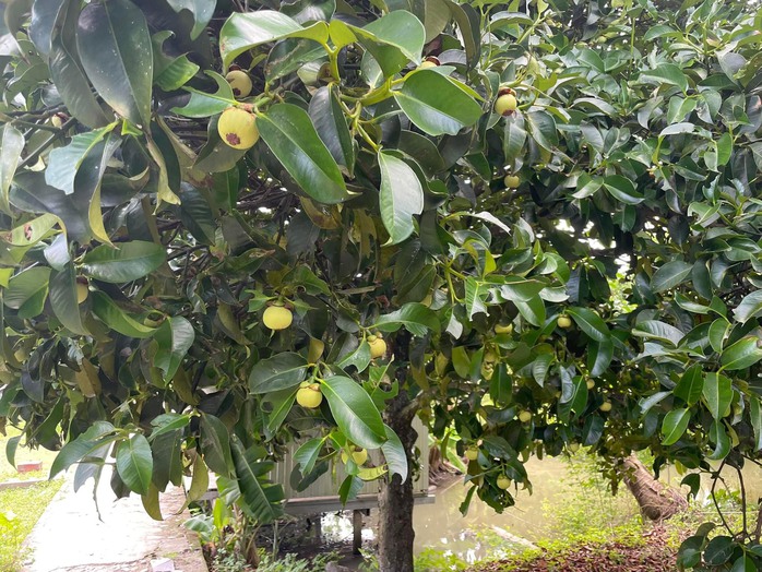 Măng cụt gọt sẵn vẫn đắt đỏ dù món gỏi gà măng cụt hết Măng cụt gọt sẵn vẫn đắt đỏ dù món gỏi gà măng cụt hết