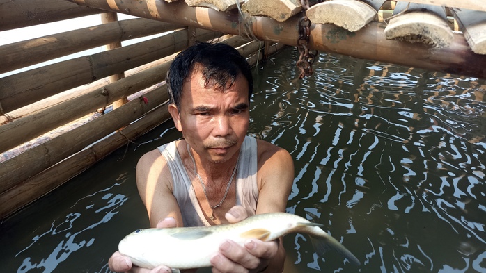 Cá chết hàng loạt trên sông Mã không phải do dịch bệnh- Ảnh 2. Cá chết hàng loạt trên sông Mã không phải do dịch bệnh- Ảnh 2.