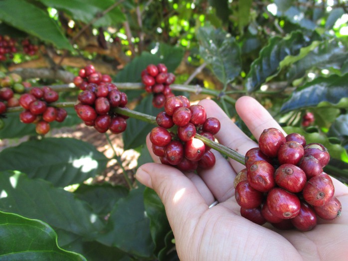 Giá cà phê trong nước tiếp tục giảm sốc- Ảnh 1. Giá cà phê trong nước tiếp tục giảm sốc- Ảnh 1.