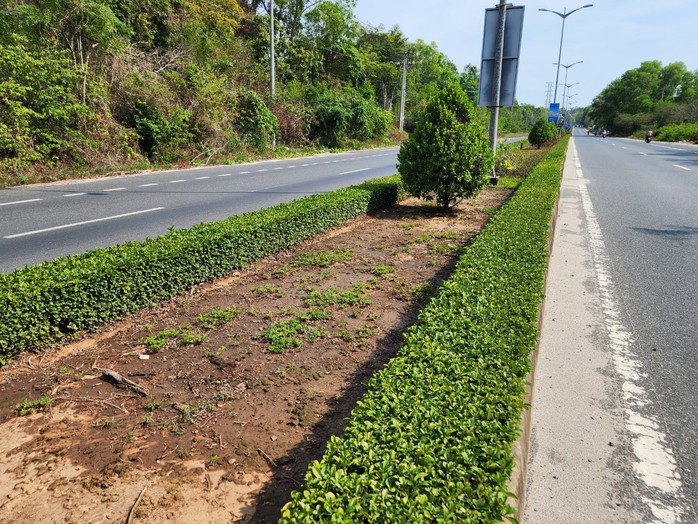 Công ty Cây Xanh Công Minh từng trúng nhiều gói thầu khủng ở Phú Quốc- Ảnh 5. Công ty Cây Xanh Công Minh từng trúng nhiều gói thầu khủng ở Phú Quốc- Ảnh 5.