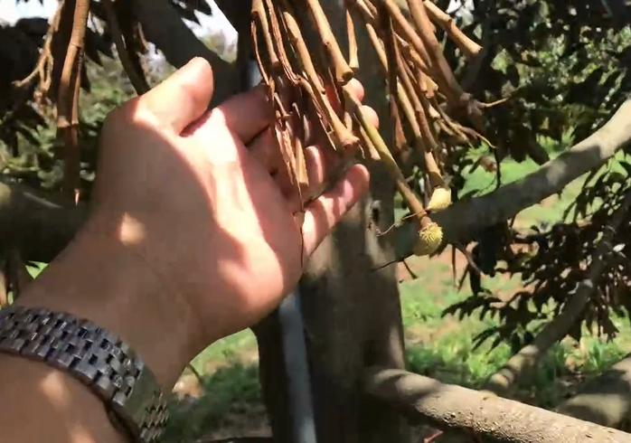 Xót xa nhiều vườn sầu riêng tiền tỉ rụng sạch trái- Ảnh 1.