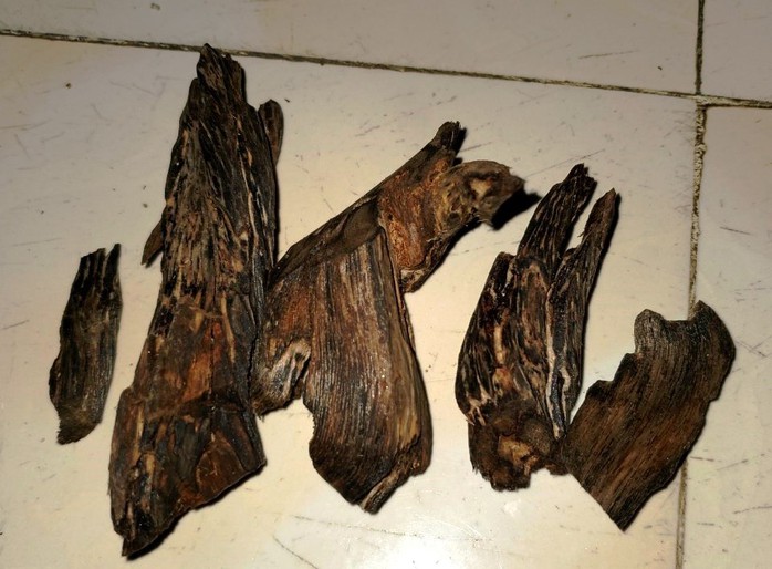 PHÓNG SỰ: Đời phu trầm ở xứ trầm hương- Ảnh 8. PHÓNG SỰ: Đời phu trầm ở xứ trầm hương- Ảnh 8.