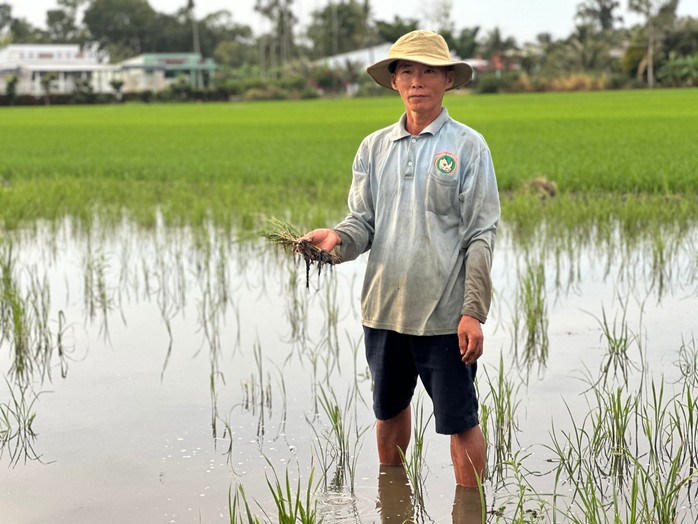 Nghi lúa chết do cát biển: Sớm làm rõ nguyên nhân- Ảnh 1. Nghi lúa chết do cát biển: Sớm làm rõ nguyên nhân- Ảnh 1.