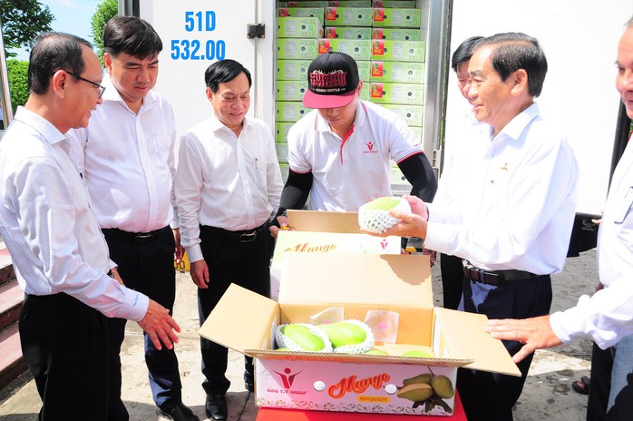 Cần Thơ xuất lô xoài tượng da xanh đầu tiên sang Úc và Mỹ - Ảnh 2. Cần Thơ xuất lô xoài tượng da xanh đầu tiên sang Úc và Mỹ - Ảnh 2.