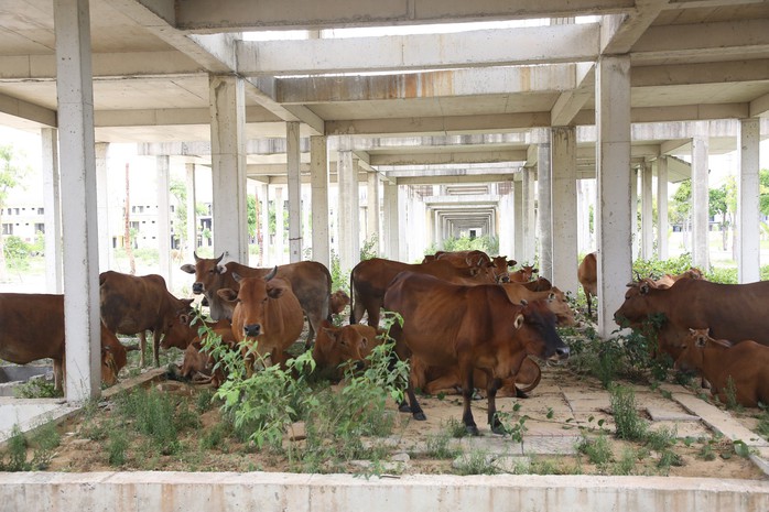 Quảng Nam báo cáo về 