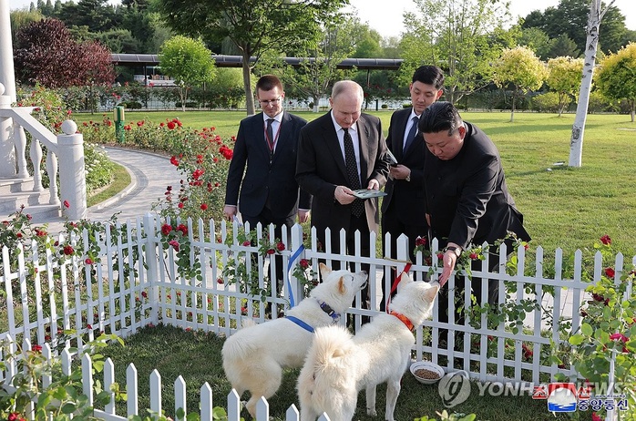 Nhà lãnh đạo Triều Tiên Kim Jong-un giới thiệu giống chó Pungsan với Tổng thống Nga Vladimir Putin khi đi dạo trong vườn của Nhà khách Kumsusan ở Bình Nhưỡng ngày 19-6. Ảnh: Yonhap Nhà lãnh đạo Triều Tiên Kim Jong-un giới thiệu giống chó Pungsan với Tổng thống Nga Vladimir Putin khi đi dạo trong vườn của Nhà khách Kumsusan ở Bình Nhưỡng ngày 19-6. Ảnh: Yonhap