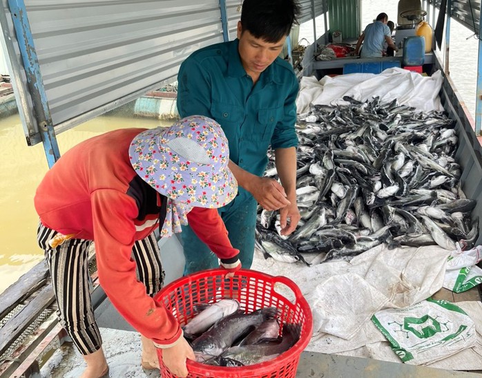 Cá lăng chết trắng trên hồ thủy điện Yaly- Ảnh 4. Cá lăng chết trắng trên hồ thủy điện Yaly- Ảnh 4.