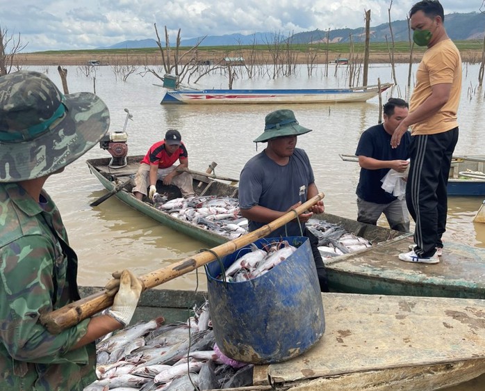 Cá lăng chết trắng trên hồ thủy điện Yaly- Ảnh 6. Cá lăng chết trắng trên hồ thủy điện Yaly- Ảnh 6.
