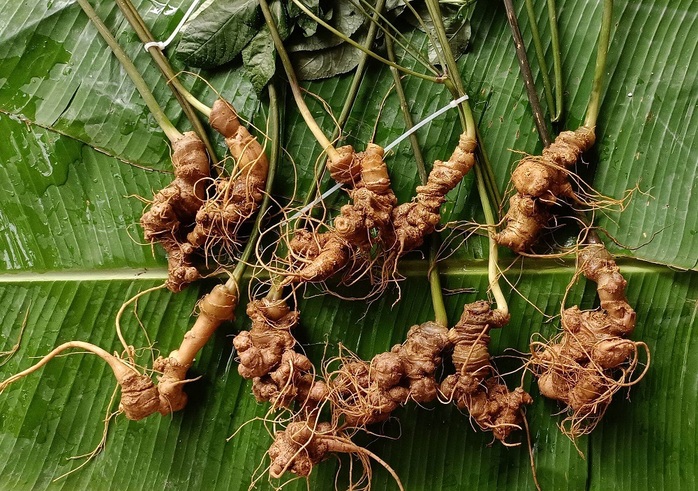 Chuyên gia Hàn Quốc chỉ cách để sâm Việt cạnh tranh quốc tế- Ảnh 3. Chuyên gia Hàn Quốc chỉ cách để sâm Việt cạnh tranh quốc tế- Ảnh 3.