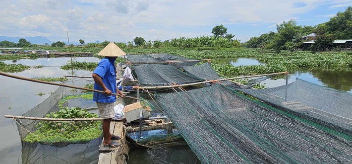 Cá chết bất thường trên sông ở Quảng Nam- Ảnh 1. Cá chết bất thường trên sông ở Quảng Nam- Ảnh 1.