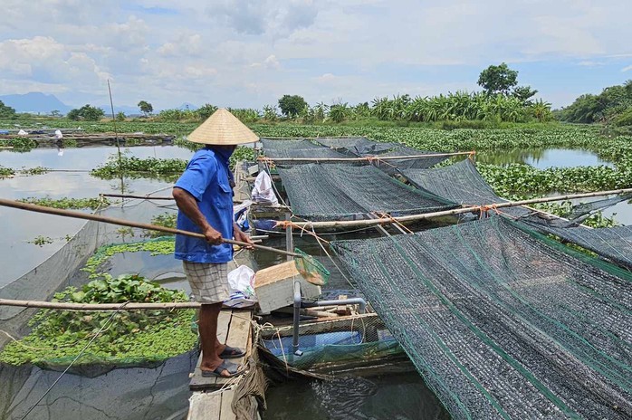 Tìm ra nguyên nhân 25 tấn cá lồng bè ở Quảng Nam chết bất thường- Ảnh 2. Tìm ra nguyên nhân 25 tấn cá lồng bè ở Quảng Nam chết bất thường- Ảnh 2.