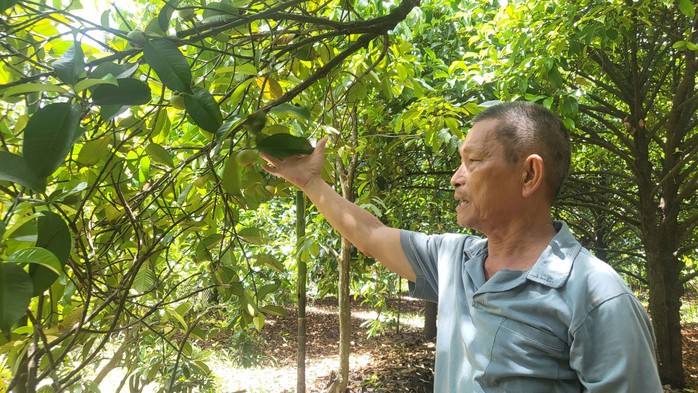 Vườn măng cụt của gia đình ông Phạm Văn Châu tại ấp An Quới, xã An Sơn, TP Thuận An, tỉnh Bình Dương