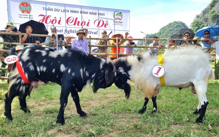 "Đấu trường" chọi dê độc đáo ở Ninh Bình- Ảnh 5. "Đấu trường" chọi dê độc đáo ở Ninh Bình- Ảnh 5.