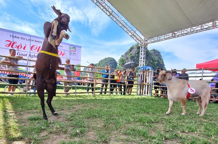"Đấu trường" chọi dê độc đáo ở Ninh Bình- Ảnh 6. "Đấu trường" chọi dê độc đáo ở Ninh Bình- Ảnh 6.