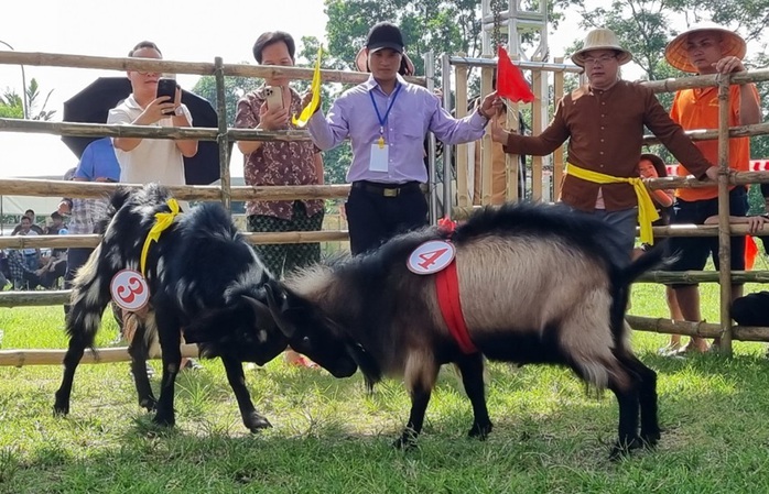 "Đấu trường" chọi dê độc đáo ở Ninh Bình- Ảnh 7. "Đấu trường" chọi dê độc đáo ở Ninh Bình- Ảnh 7.