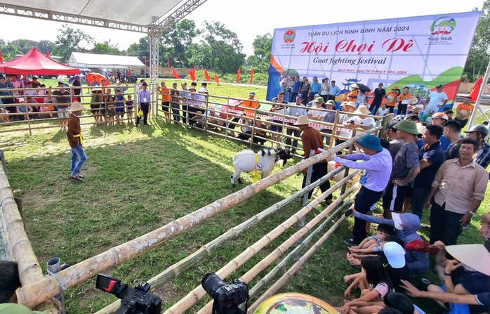 "Đấu trường" chọi dê độc đáo ở Ninh Bình- Ảnh 11. "Đấu trường" chọi dê độc đáo ở Ninh Bình- Ảnh 11.