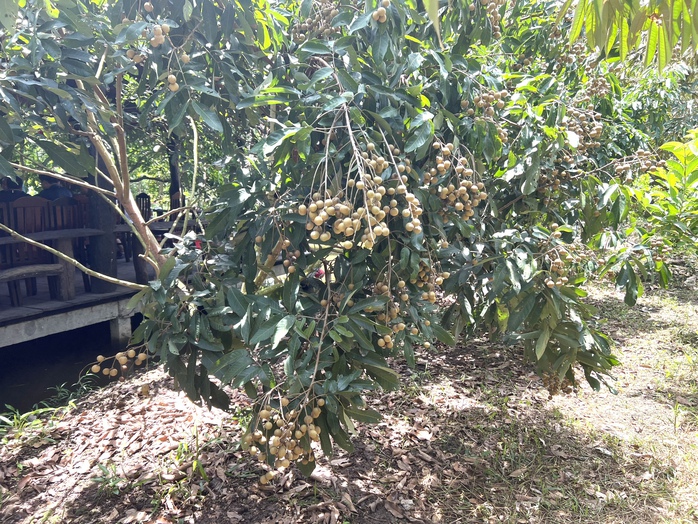 Đến Cần Thơ dịp hè, tha hồ thưởng thức trái ngon- Ảnh 12. Đến Cần Thơ dịp hè, tha hồ thưởng thức trái ngon- Ảnh 12.