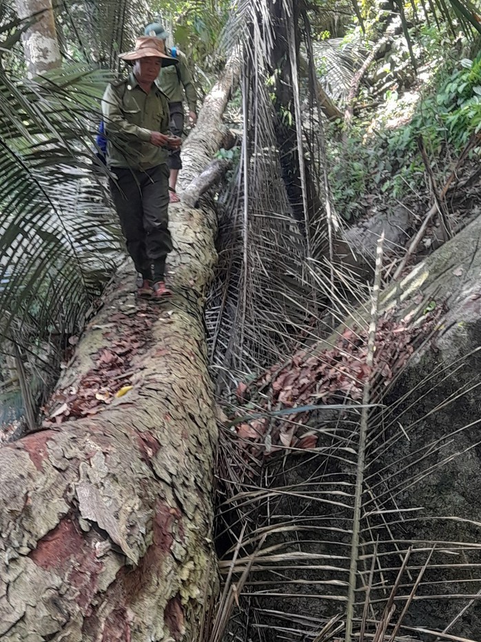 Quảng Nam chỉ đạo khẩn trương điều tra vụ phá rừng Báo Người Lao Động phản ánh- Ảnh 2. Quảng Nam chỉ đạo khẩn trương điều tra vụ phá rừng Báo Người Lao Động phản ánh- Ảnh 2.
