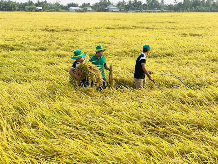 Thúc tiến độ Đề án 1 triệu ha lúa chất lượng cao- Ảnh 1. Thúc tiến độ Đề án 1 triệu ha lúa chất lượng cao- Ảnh 1.