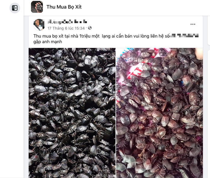 Giật mình giá mua bọ xít bán cho thương lái Trung Quốc- Ảnh 1. Giật mình giá mua bọ xít bán cho thương lái Trung Quốc- Ảnh 1.