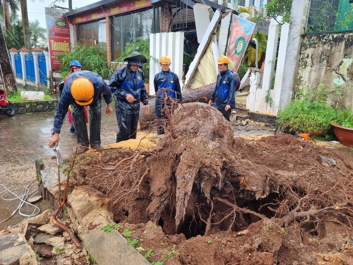Cây thông hơn 100 tuổi bật gốc, đè lên quán cà phê- Ảnh 1. Cây thông hơn 100 tuổi bật gốc, đè lên quán cà phê- Ảnh 1.