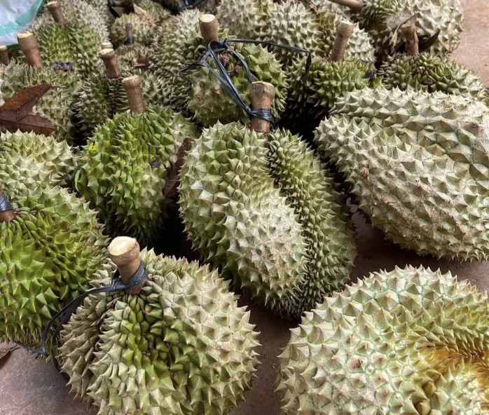 Nhà vườn xót ruột khi giá sầu riêng liên tục hạ- Ảnh 1. Nhà vườn xót ruột khi giá sầu riêng liên tục hạ- Ảnh 1.