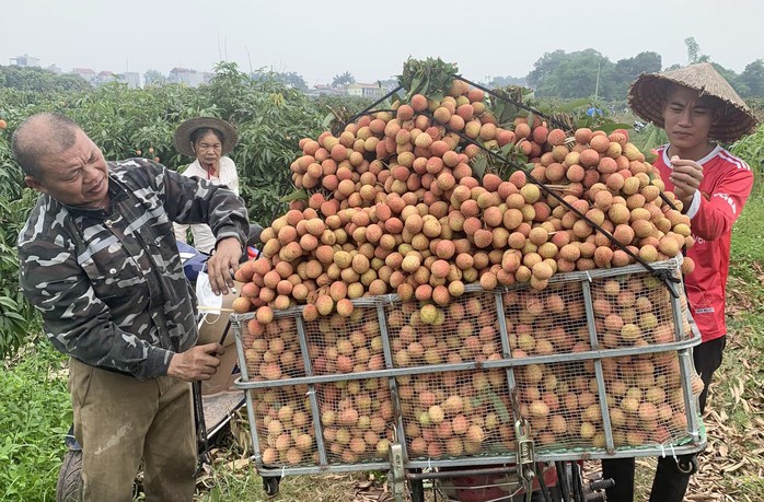 Vải thiều mất mùa chưa từng thấy, Bắc Giang vẫn thu hơn 6.000 tỉ đồng- Ảnh 1. Vải thiều mất mùa chưa từng thấy, Bắc Giang vẫn thu hơn 6.000 tỉ đồng- Ảnh 1.